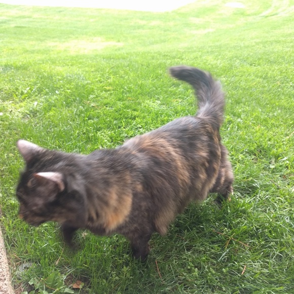 Meet your Posher, Tiny - Picture 3 of 4